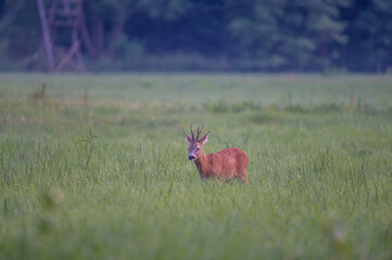 roe deer buck grazing in the forest glade © Krzysztof