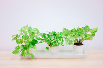  Ivy Growing in White Pots on the Table