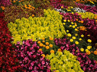Red Coleus plant with yellow edges closeup on a flower bed, view from above