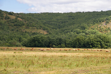 Fototapeta na wymiar Landscape with Cows 