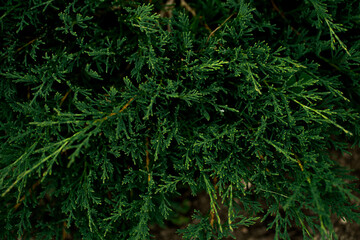 green moss in the forest