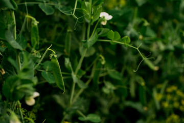 dandelion in the garden