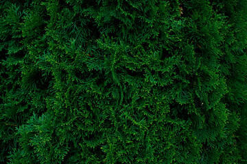 abstract green background. christmas tree dense green needles. copy space. background for a nature site.
