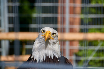 Looking Bird of pray in the eyes