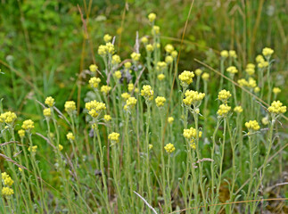 Flowering immortal sand (Helichrysum arenarium (L.) Moench)