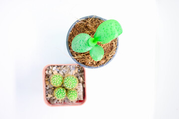Little Plant Growing in Pots Isolated White Background Cactus