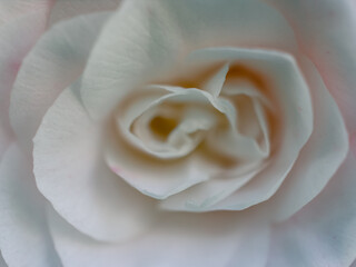 white rose closeup