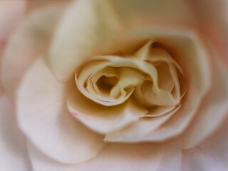 white rose closeup
