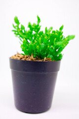 Little Plant Growing in Black Pot Isolated White Background