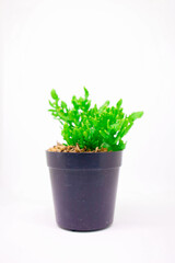 Little Plant Growing in Black Pot Isolated White Background