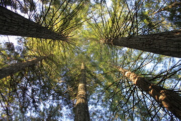 Fototapeta premium Redwoods from below