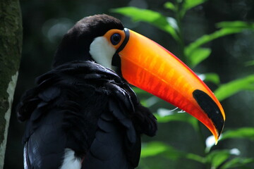Toucan Close up