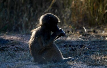 Baby Baboon Flare