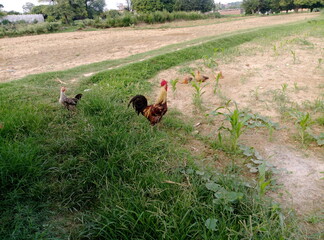 Rooster Hen in green filed wallpaper 