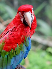 Macaw Close up