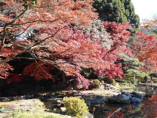 紅葉の日本庭園

