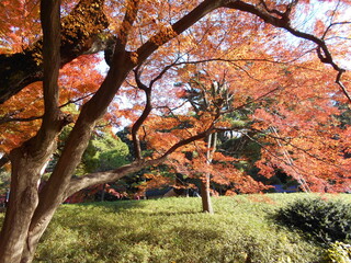紅葉の日本庭園
