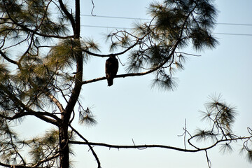 Beautiful picture of bird sitting on tree branch