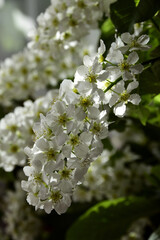 Flowering bird cherry trees. White petals of inflorescences are pierced by the rays of the sun. Sunny spring day in the Western Urals.