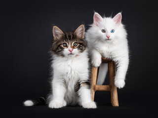 Obraz premium Cute black tabby blotched with white and solid white odd eyed Norwegian Forestcat kittens, sitting / laying on and beside little wooden stool. Both looking curious atowards camera. Isolated on black.