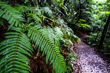 reflection trees in the rainforest, Fukuoka, Kyushu