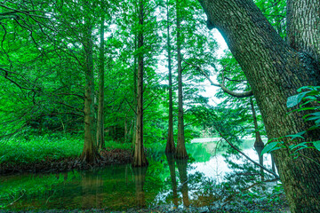 Fototapeta na wymiar reflection trees in the rainforest, Fukuoka, Kyushu