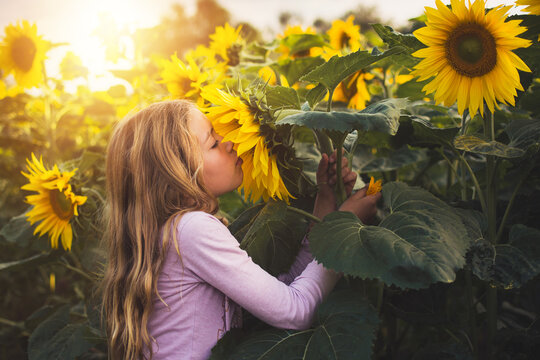 young gitl is smelling sunflower at field during sunset