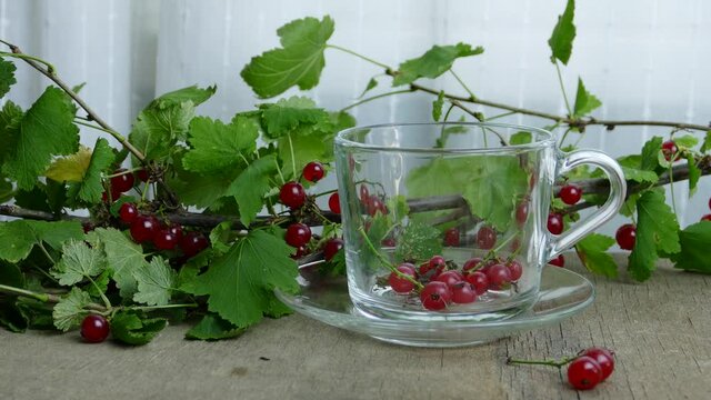making tea with fresh currant