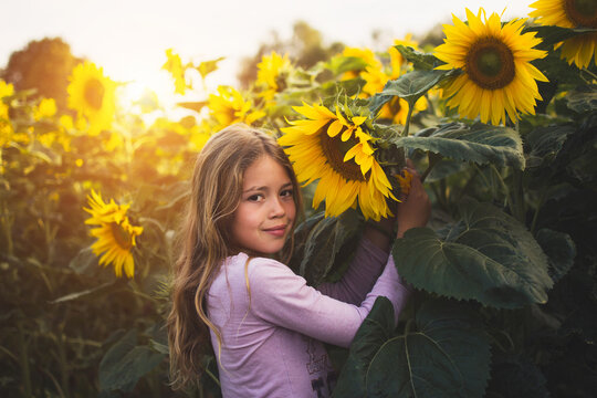 pretty young gitl is smelling sunflower and smiling at the field during sunset