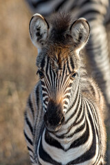 Fototapeta na wymiar Zebra Foal