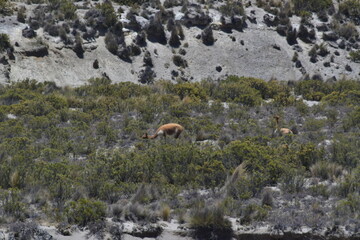 The guanaco (Lama guanicoe) 2 © Darius