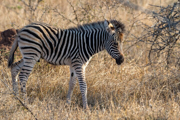 Obraz na płótnie Canvas Zebra Foal