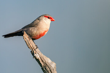 Common Waxbill