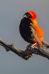 Southern Red Bishop