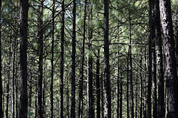 Obraz premium Beautiful picture of trees in jungle Uttarakhand