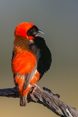 Southern Red Bishop