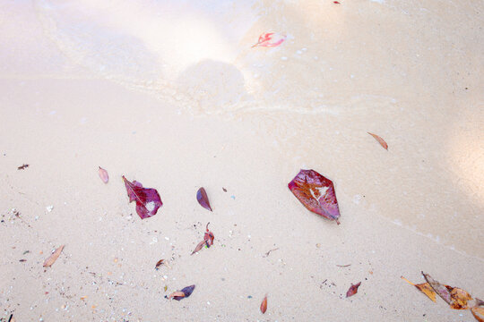 Beach leaves and little shells closeup