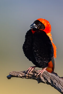 Southern Red Bishop