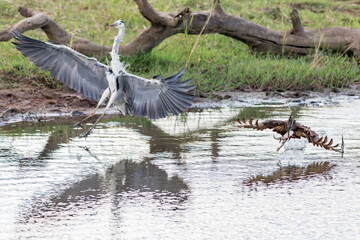 Hamerkop & Grey Heron fighting over frog.