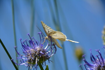 BEAU PAPILLON BLANC SUR UNE RAIPONCE