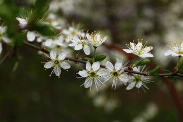 White color is a symbol of PEACE and SPIRITUALISM 🌼