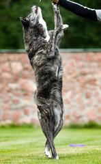 Akita inu dog stands on two hind legs