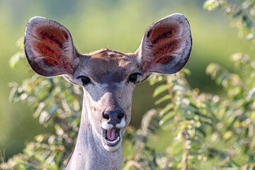 Greater Kudu