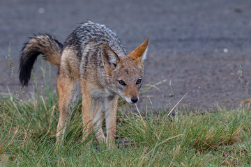 Black-Backed Jackal