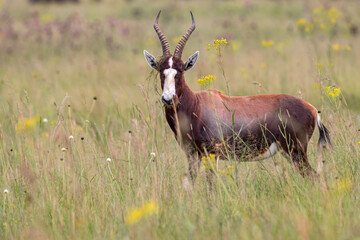 Blesbok
