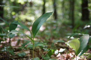 June in the forest, lily of the valley at forest floor