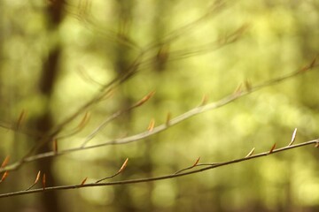 April in the forest, young leaf buds on tree branches, close-up