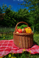 Basket of various vegetables in the sunlight on a meadow with yellow flowers.