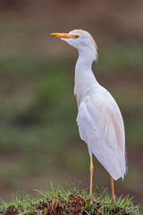 Westerm Catlle Egret