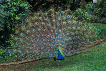 Obraz premium Peacock